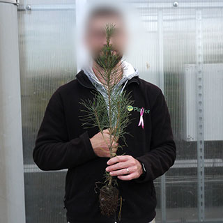 arbre de noel - pin napoleon en motte